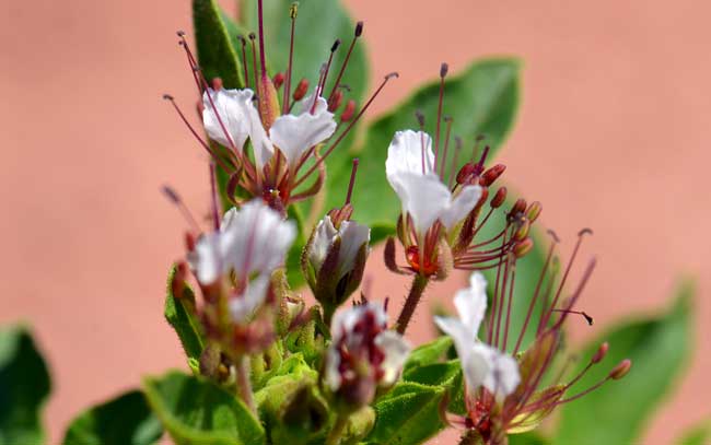 Polanisia dodecandra, Redwhisker Clammyweed
